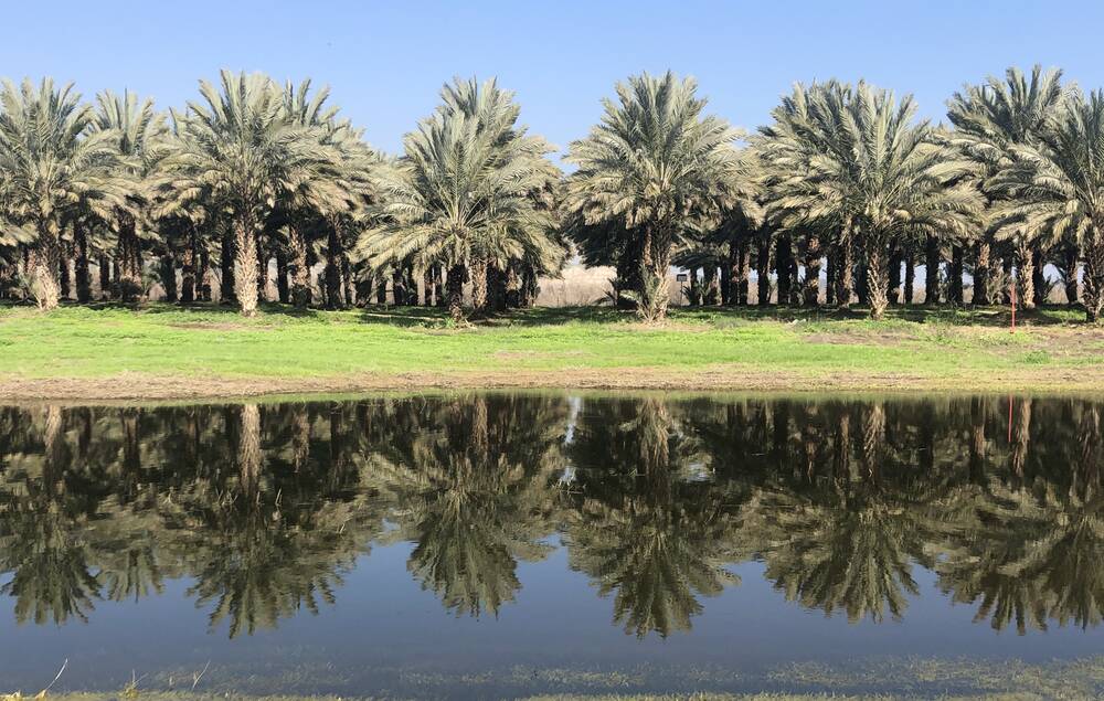 שורת דקלים משתקפת במאגר מים